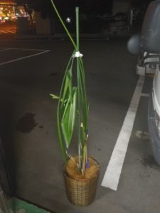 葛飾区で植木の回収を行いました。