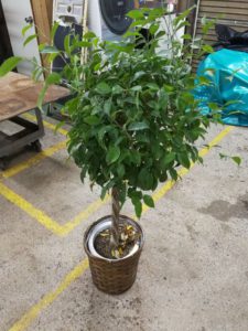 葛飾区で観葉植物の回収