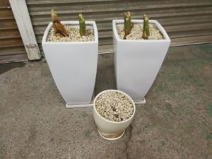植木、観葉植物の回収を