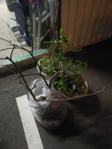葛飾区で植木の回収を承りました。